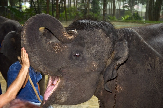 Thail Elephants Ko Samui - Round the world with kids